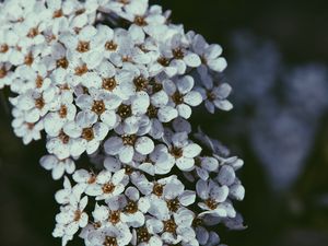 Превью обои цветы, цветение, вишня, макро, белый