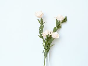 Превью обои цветы, ваза, белый, светлый