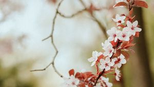 Превью обои цветы, весна, лепестки