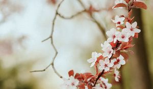 Превью обои цветы, весна, лепестки