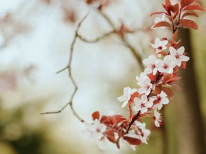 Превью обои цветы, весна, лепестки