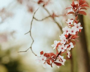 Превью обои цветы, весна, лепестки