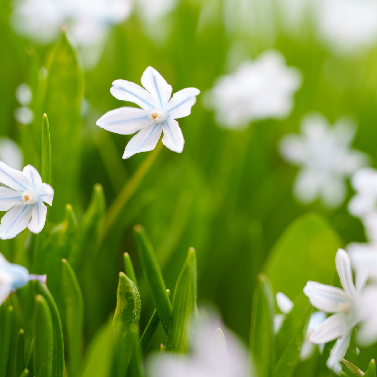 Белые весенние цветы названия и фото. Белые весенние цветы. Белые цветочки весной. Цветок весенний цветёт белым.