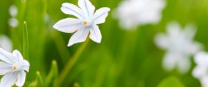 Превью обои цветы, весна, растения, цветение, белый