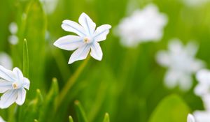 Превью обои цветы, весна, растения, цветение, белый