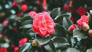 Превью обои цветы, весна, розовый, куст, размытость