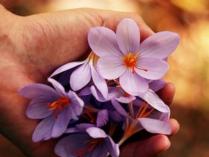 Превью обои цветы, весна, руки