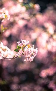Превью обои цветы, весна, соцветие, цветение, размытие, розовый