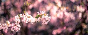 Превью обои цветы, весна, соцветие, цветение, размытие, розовый