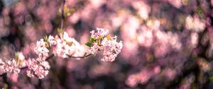 Превью обои цветы, весна, соцветие, цветение, размытие, розовый