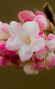 Превью обои цветы, весна, соцветие, розовый, макро