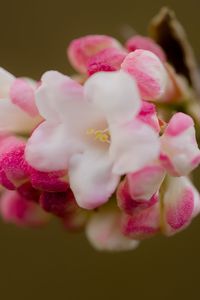 Превью обои цветы, весна, соцветие, розовый, макро