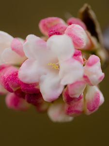 Превью обои цветы, весна, соцветие, розовый, макро