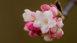 Превью обои цветы, весна, соцветие, розовый, макро