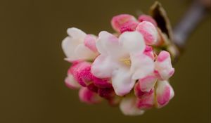 Превью обои цветы, весна, соцветие, розовый, макро
