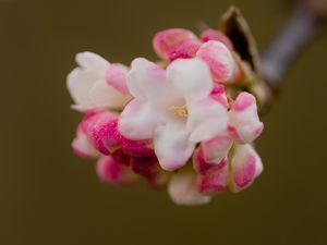 Превью обои цветы, весна, соцветие, розовый, макро