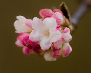 Превью обои цветы, весна, соцветие, розовый, макро