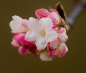 Превью обои цветы, весна, соцветие, розовый, макро