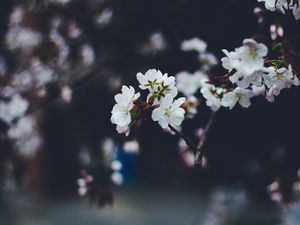 Превью обои цветы, весна, цветение, размытость, ветки