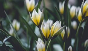 Превью обои цветы, весна, цветение, размытость