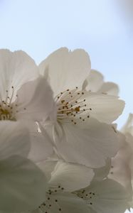 Превью обои цветы, весна, цветение, белый