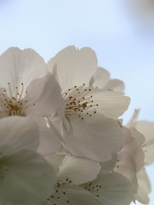 Превью обои цветы, весна, цветение, белый