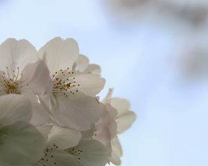 Превью обои цветы, весна, цветение, белый