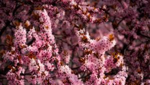 Превью обои цветы, весна, цветение, розовый