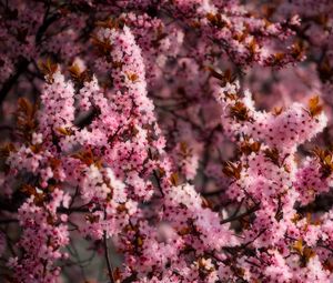 Превью обои цветы, весна, цветение, розовый