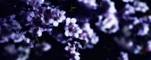 Превью обои цветы, весна, ветки, лепестки, размытие