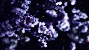 Превью обои цветы, весна, ветки, лепестки, размытие