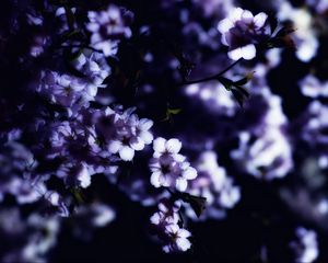 Превью обои цветы, весна, ветки, лепестки, размытие