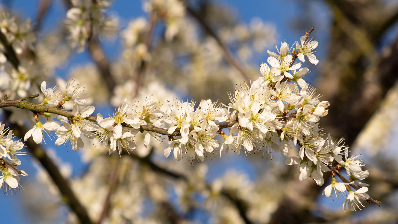 Обои цветы, ветка, яблоня, природа