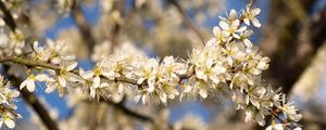 Превью обои цветы, ветка, яблоня, природа