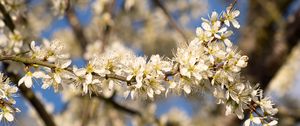 Превью обои цветы, ветка, яблоня, природа