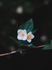 Превью обои цветы, ветка, лепестки, крупным планом