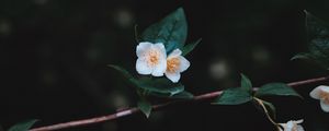 Превью обои цветы, ветка, лепестки, крупным планом