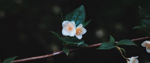 Превью обои цветы, ветка, лепестки, крупным планом