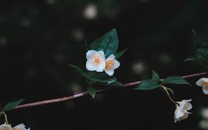 Превью обои цветы, ветка, лепестки, крупным планом