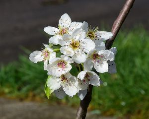 Превью обои цветы, ветка, лепестки, весна, белый