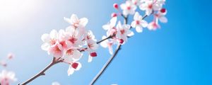 Превью обои цветы, ветка, лепестки, небо, цветение