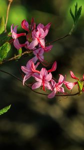 Превью обои цветы, ветка, лепестки, листья, природа, макро