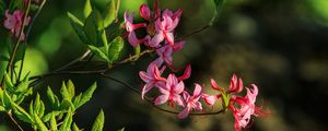 Превью обои цветы, ветка, лепестки, листья, природа, макро