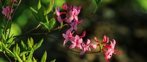 Превью обои цветы, ветка, лепестки, листья, природа, макро