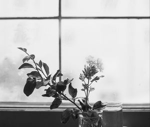 Превью обои цветы, ветка, стакан, вода, окно, черно-белый