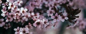 Превью обои цветы, ветка, цветение, весна