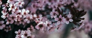 Превью обои цветы, ветка, цветение, весна