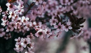 Превью обои цветы, ветка, цветение, весна