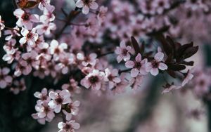 Превью обои цветы, ветка, цветение, весна