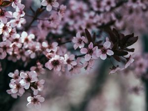 Превью обои цветы, ветка, цветение, весна